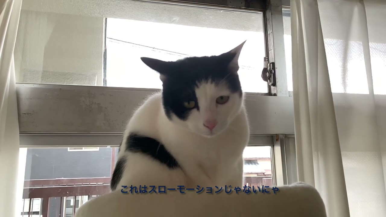 「ぼくはとっても眠たいにゃ」