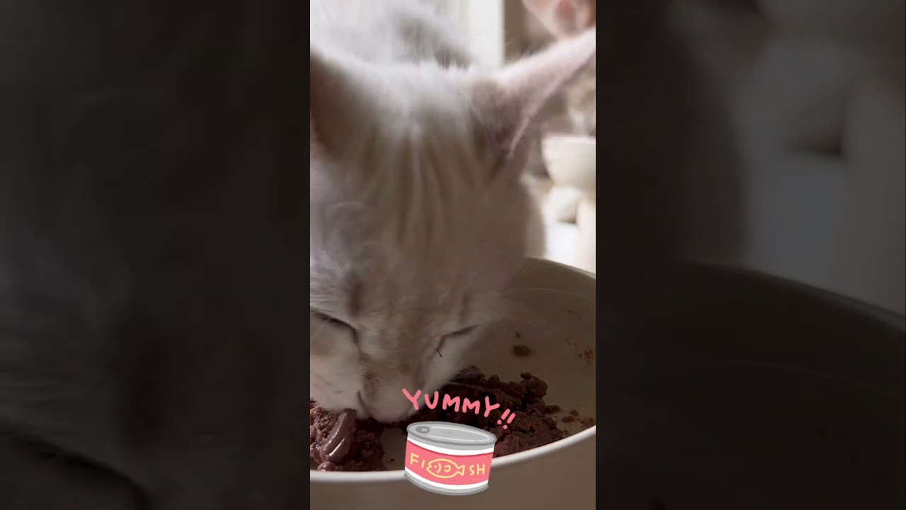 子猫の咀嚼音を聞いてみよう #猫たんしおの日常