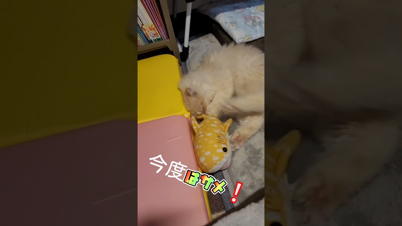 次の犠牲者😩　#shorts  #猫 　#ラガマフィン