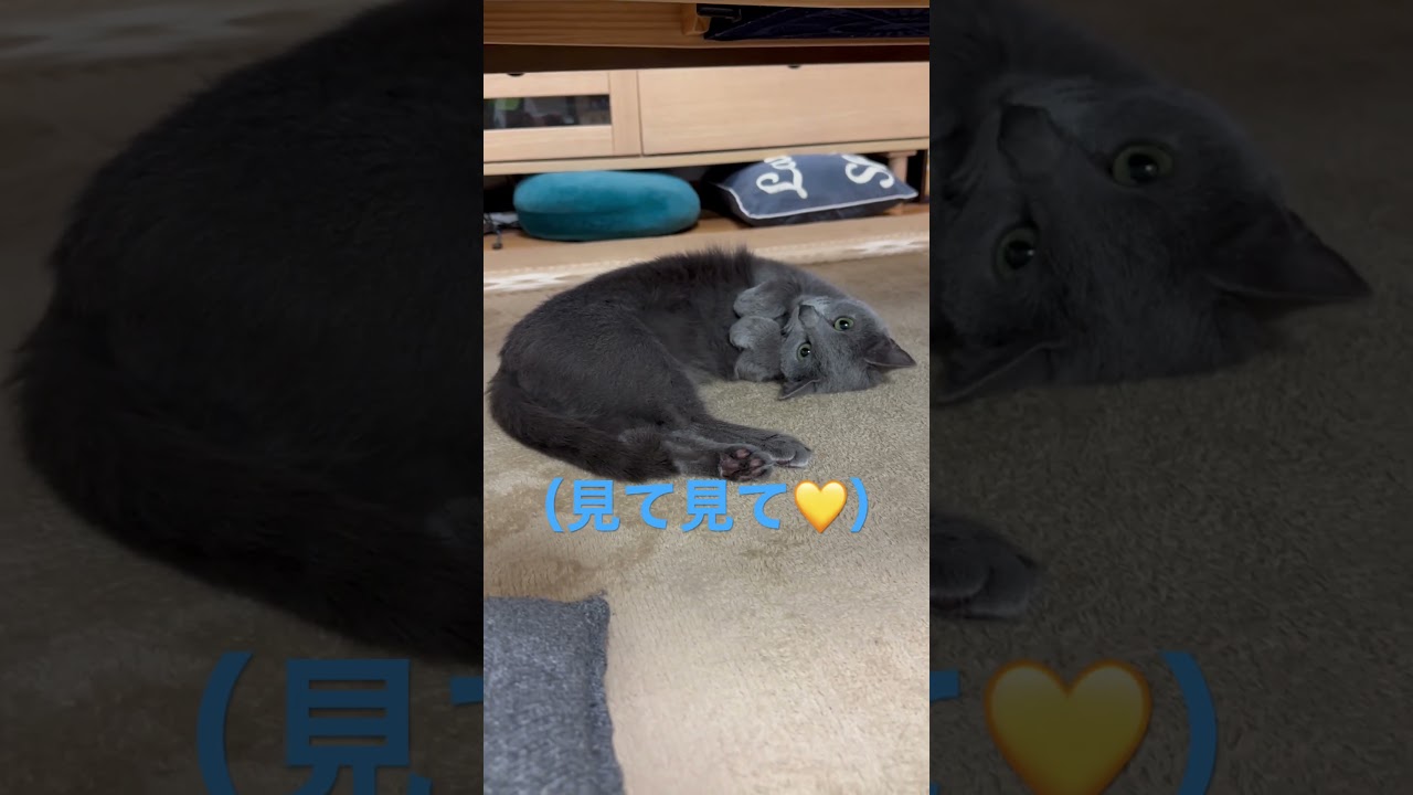 見て欲しくて可愛くアピる猫（ロシアンブルー）#shorts