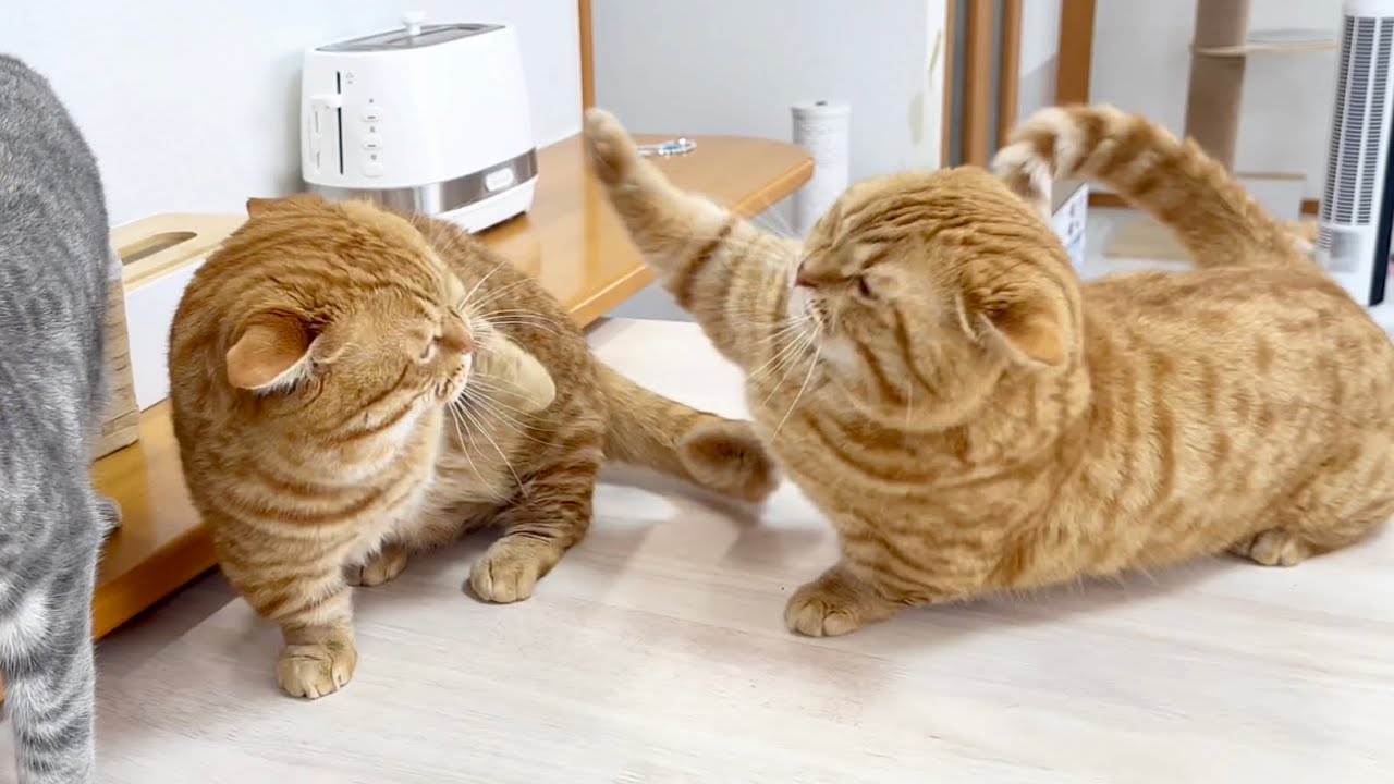 マンチカンのパンチは6月になっても決して当たらない！