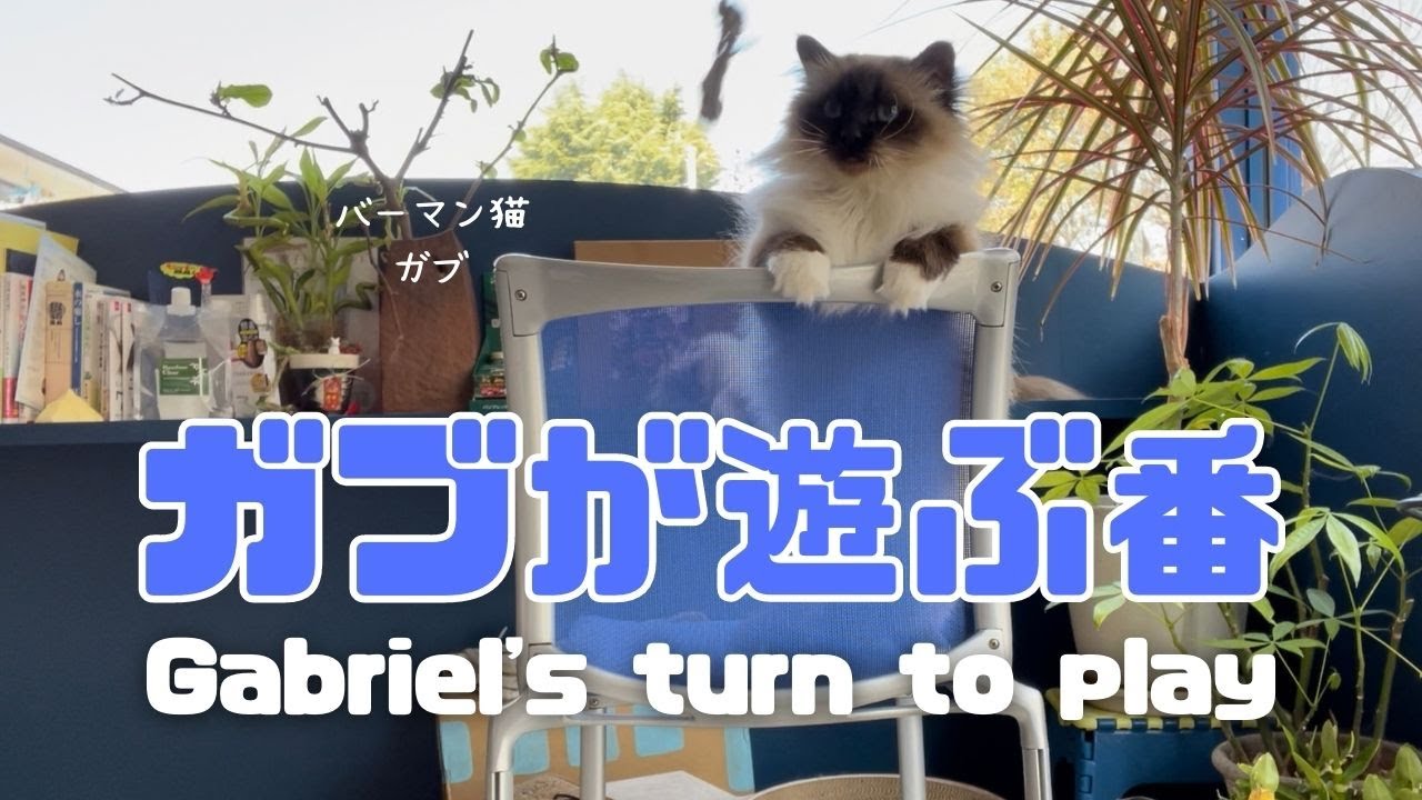 バーマン猫ガブ【ガブが遊ぶ番】Gabriel's turn to play（バーマン猫）Birman/Cat
