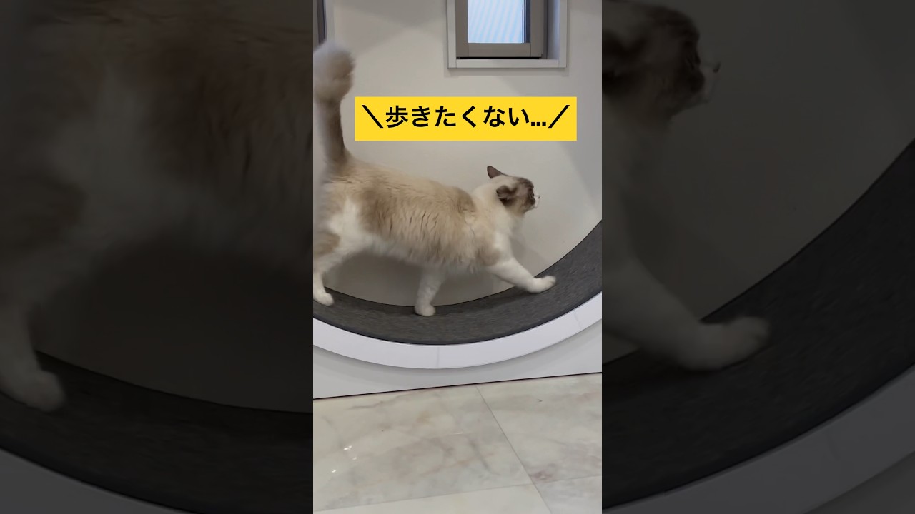 キャットホイールに乗るから無理矢理歩かされる末っ子ラグドール🐈 #cat #猫 #ラグドール #ragdoll #ねこのいる生活 #shorts