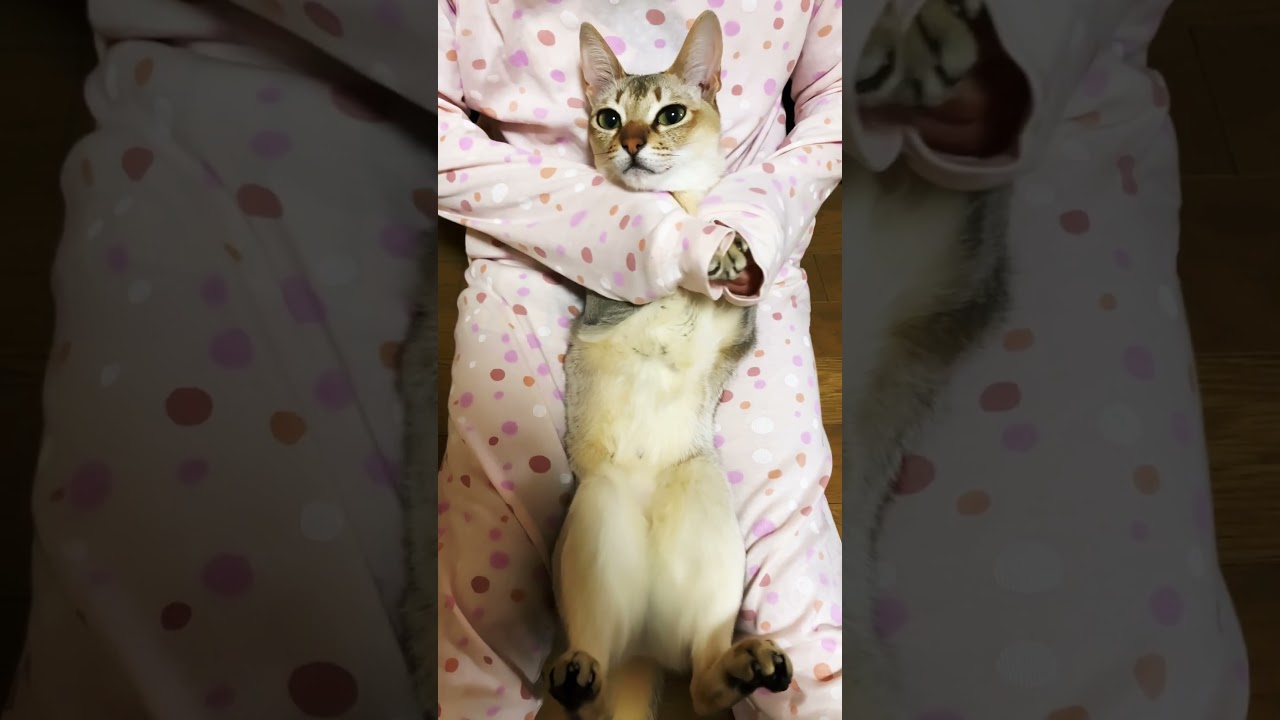 【シンガプーラ】両手でほっぺを押さえると～♪ #shorts