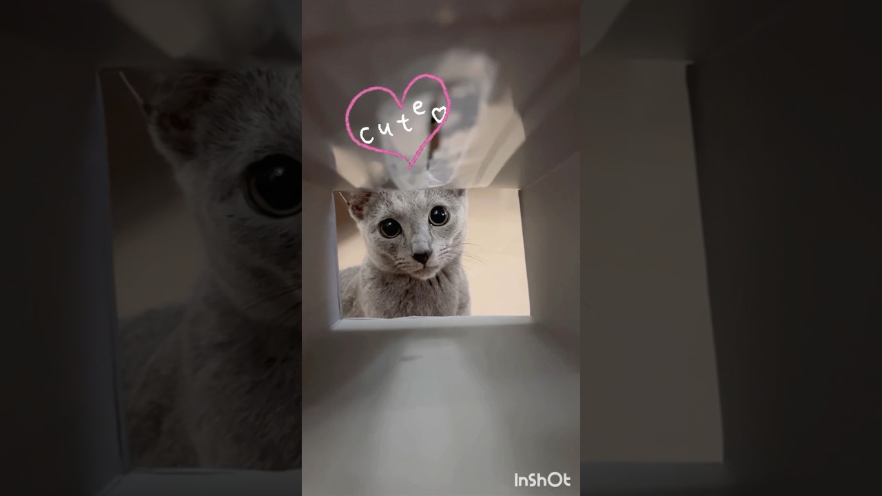 猫さんハメてみた　#Shorts #ロシアンブルー　#ねこ　#ねこ動画　#cat #猫　#Russianblue