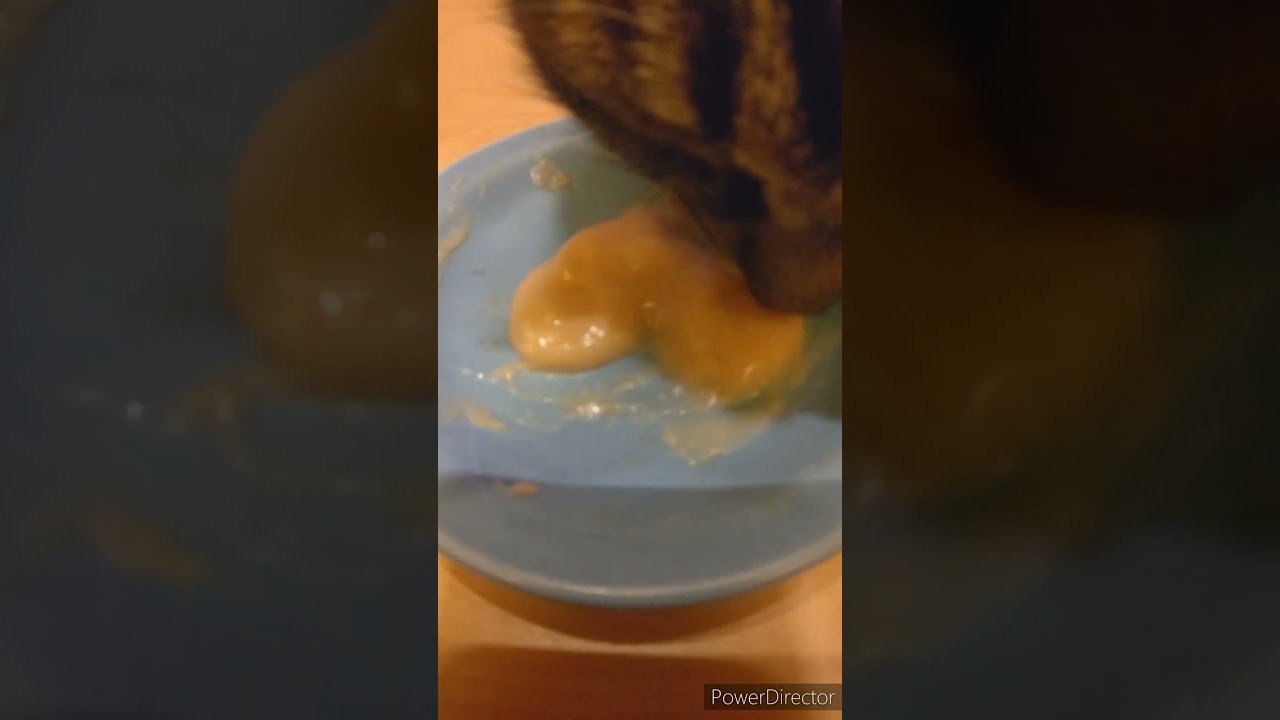 おやつを食べる猫#kokomomo#shorts @kokomomo2023 #メインクーン#mainecoon #日本猫