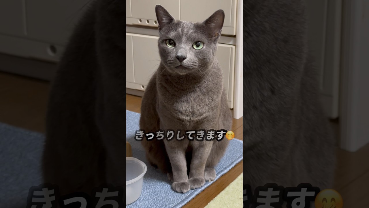 【ロシアンブルー】昨夜と今朝のおねだりめろん🤭【猫】#shorts