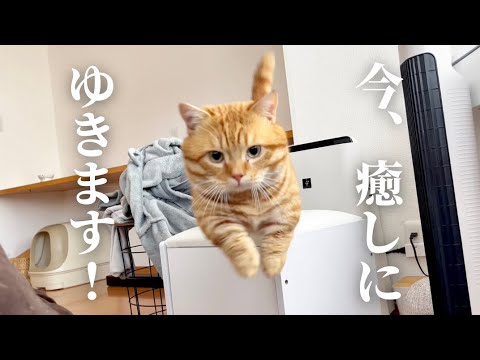 ドクターマンチカン出動！！