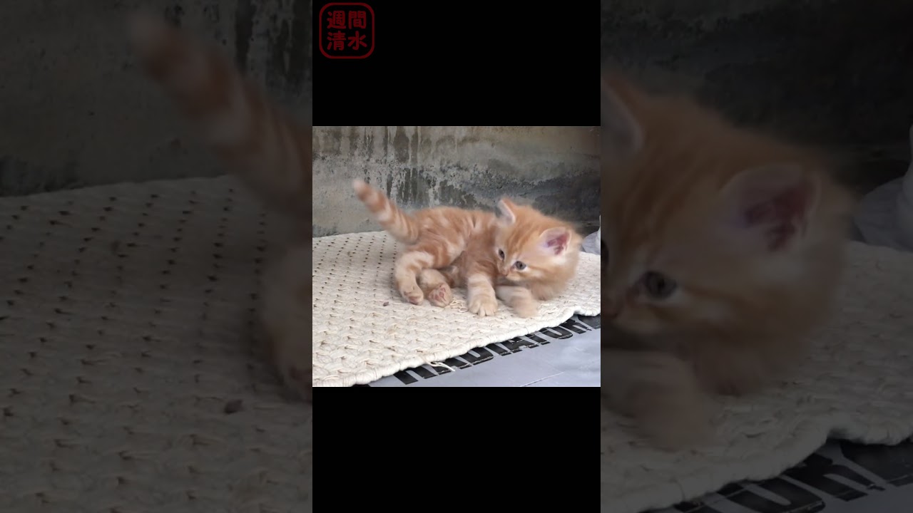毛繕いする茶トラの子猫 #shorts cute kitty cat. 保護猫可愛い 黒猫の子猫 長毛 兄弟猫