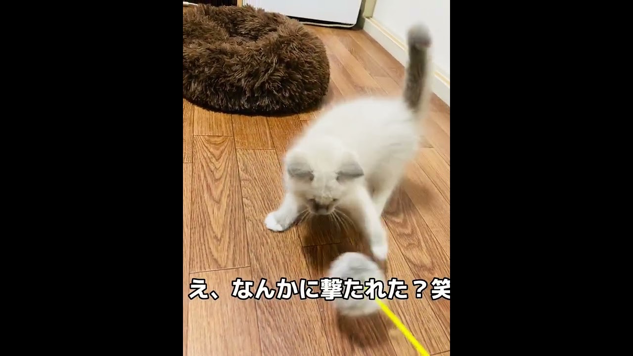 びびりの子猫が可愛すぎた🥰#shorts #ラグドール #猫好きさんと繋がりたい