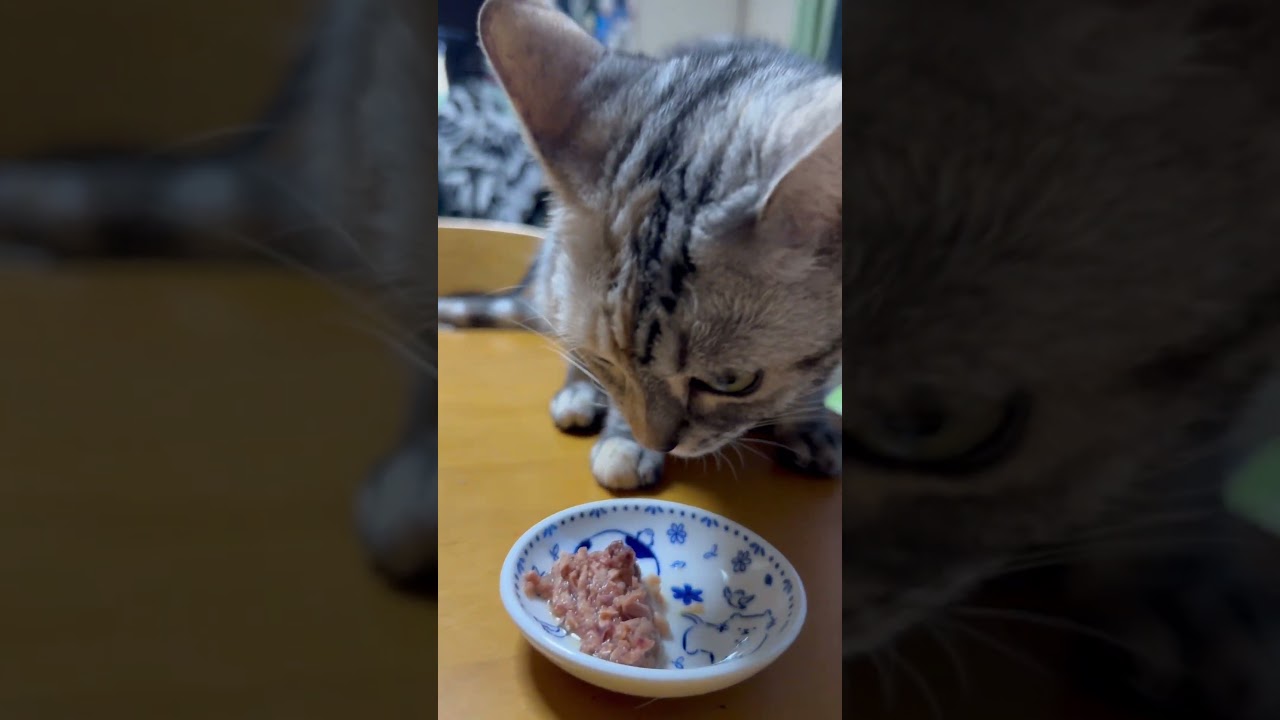 チュールタイム‼️全員集合‼️ #アメリカンショートヘア #ラグドール #スコティッシュフォールド