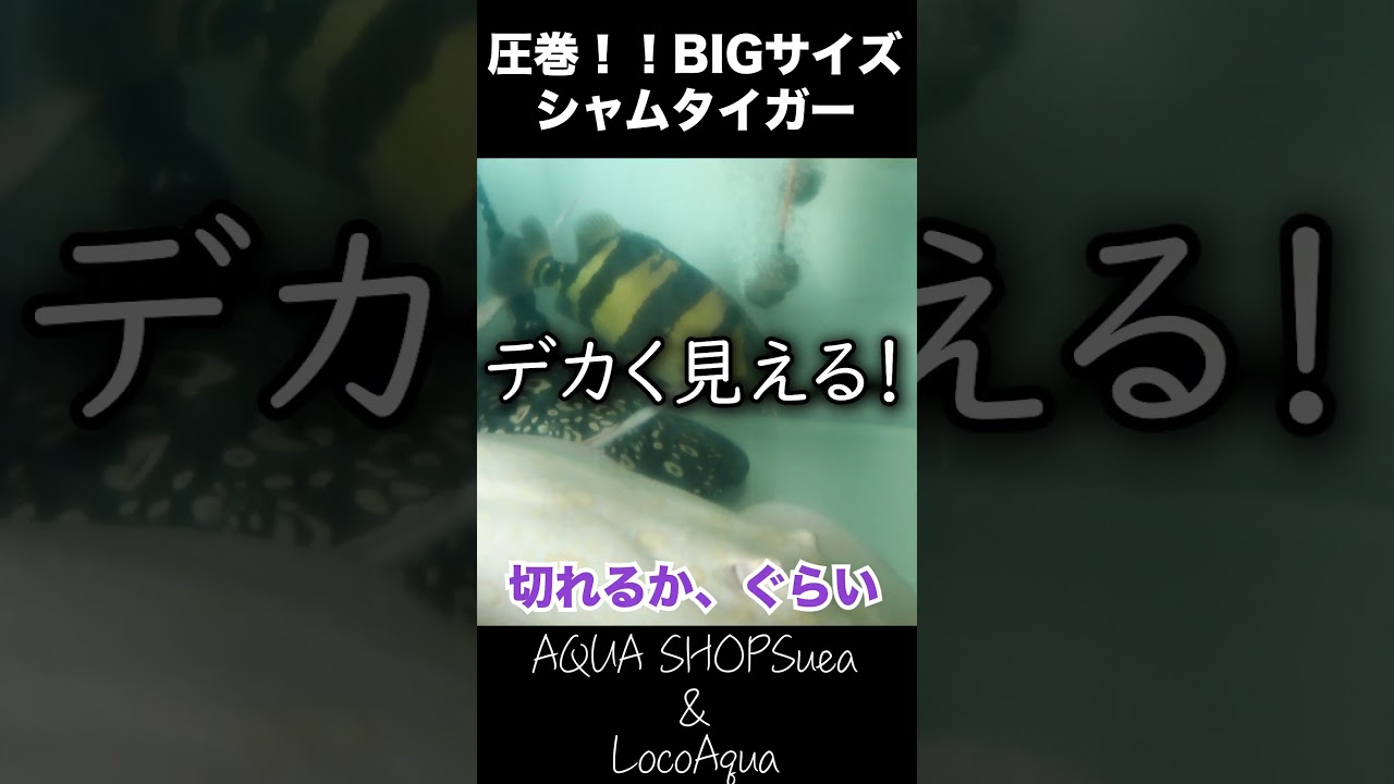圧巻シャムタイガー　アクアショップスア　highlight