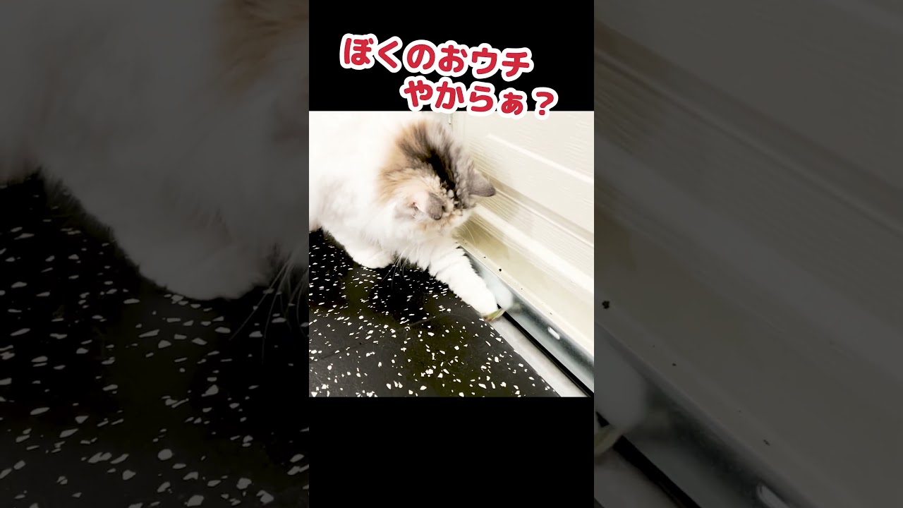 不法侵入者がでました #Shorts