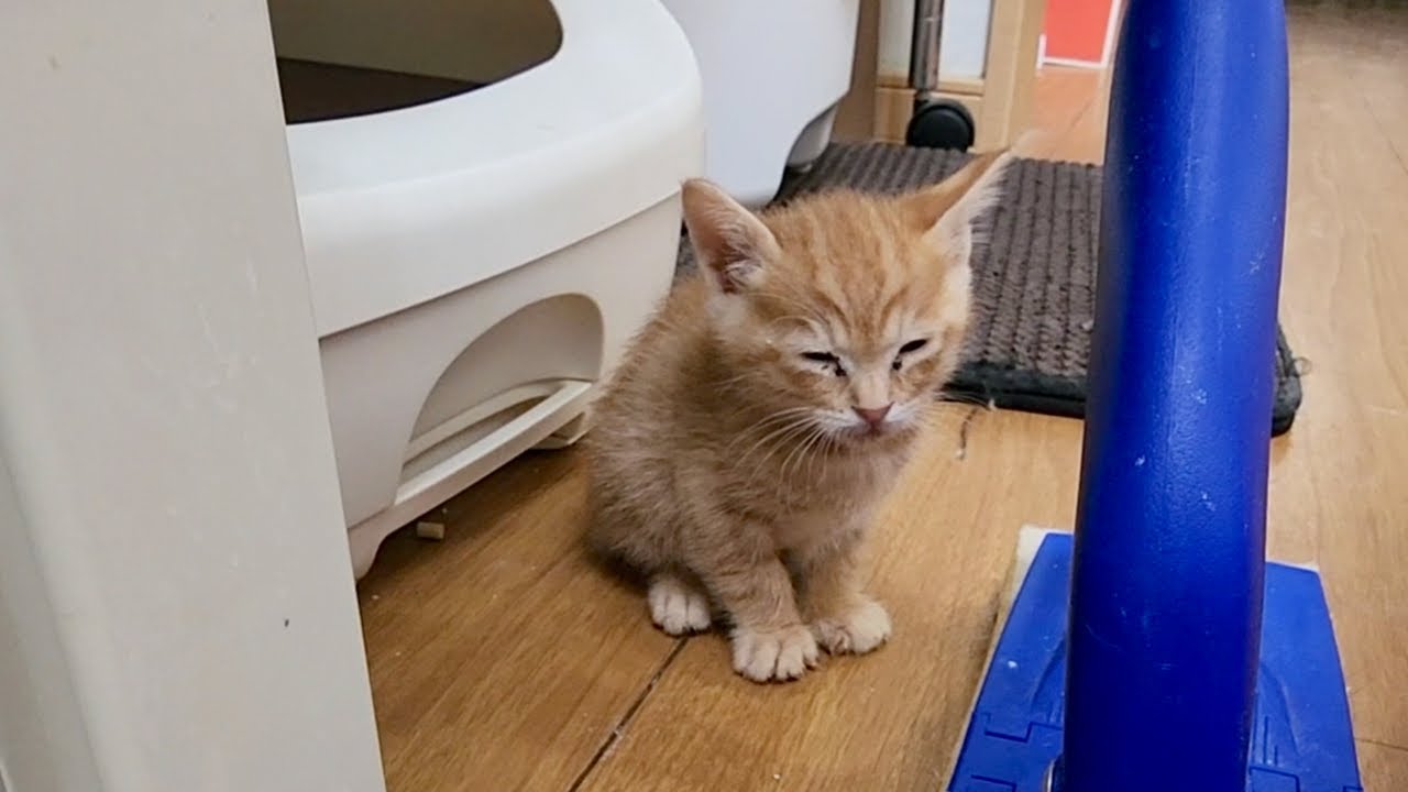 遊び疲れた子猫は座ったまま寝ちゃいました。