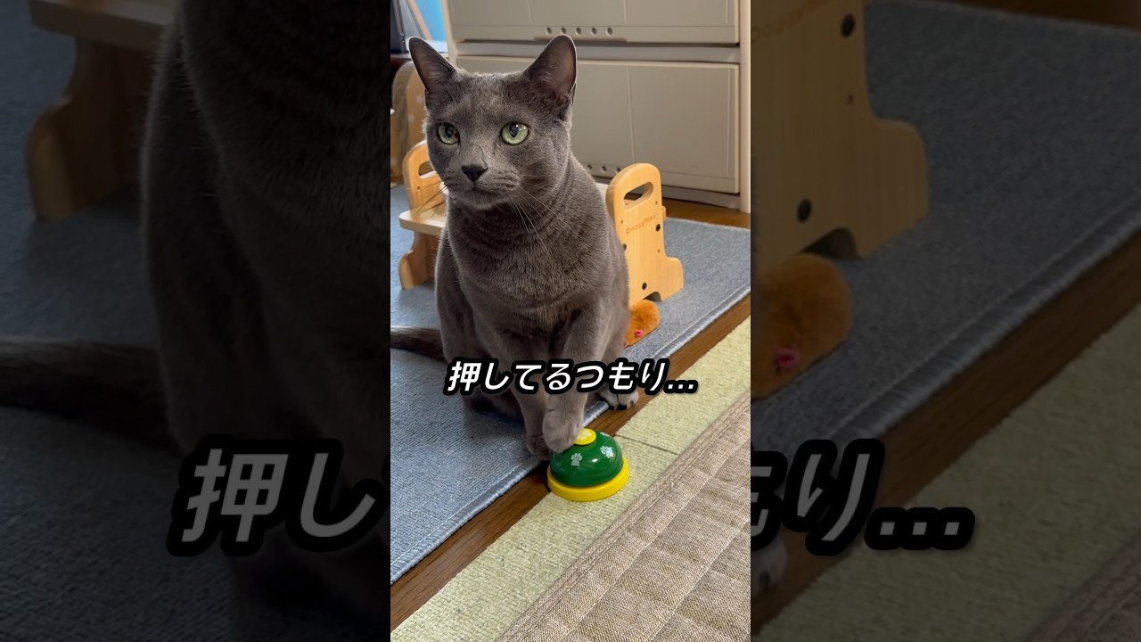 【ロシアンブルー】水曜日、いいお天気🍀9歳めろん、今朝も元気です😊【猫】#shorts