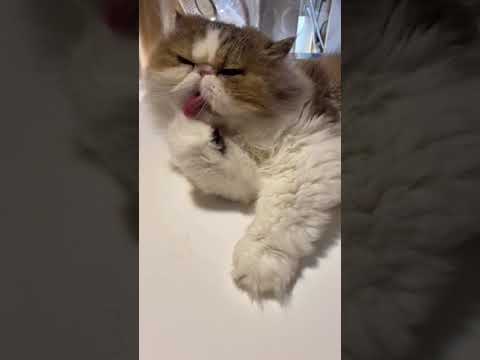 【ペルシャ猫】戯れあっていたら…。#shorts