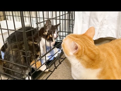 保護子猫の存在に気づいた先住猫の反応