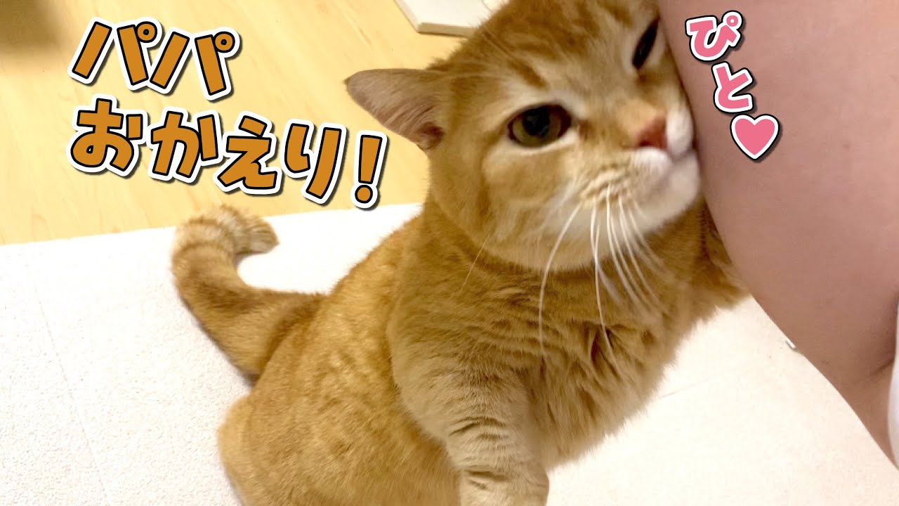 ３日ぶりの再会が嬉しくて背伸びしてくっつく猫が可愛い！