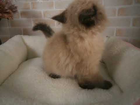 627633 ヒマラヤン