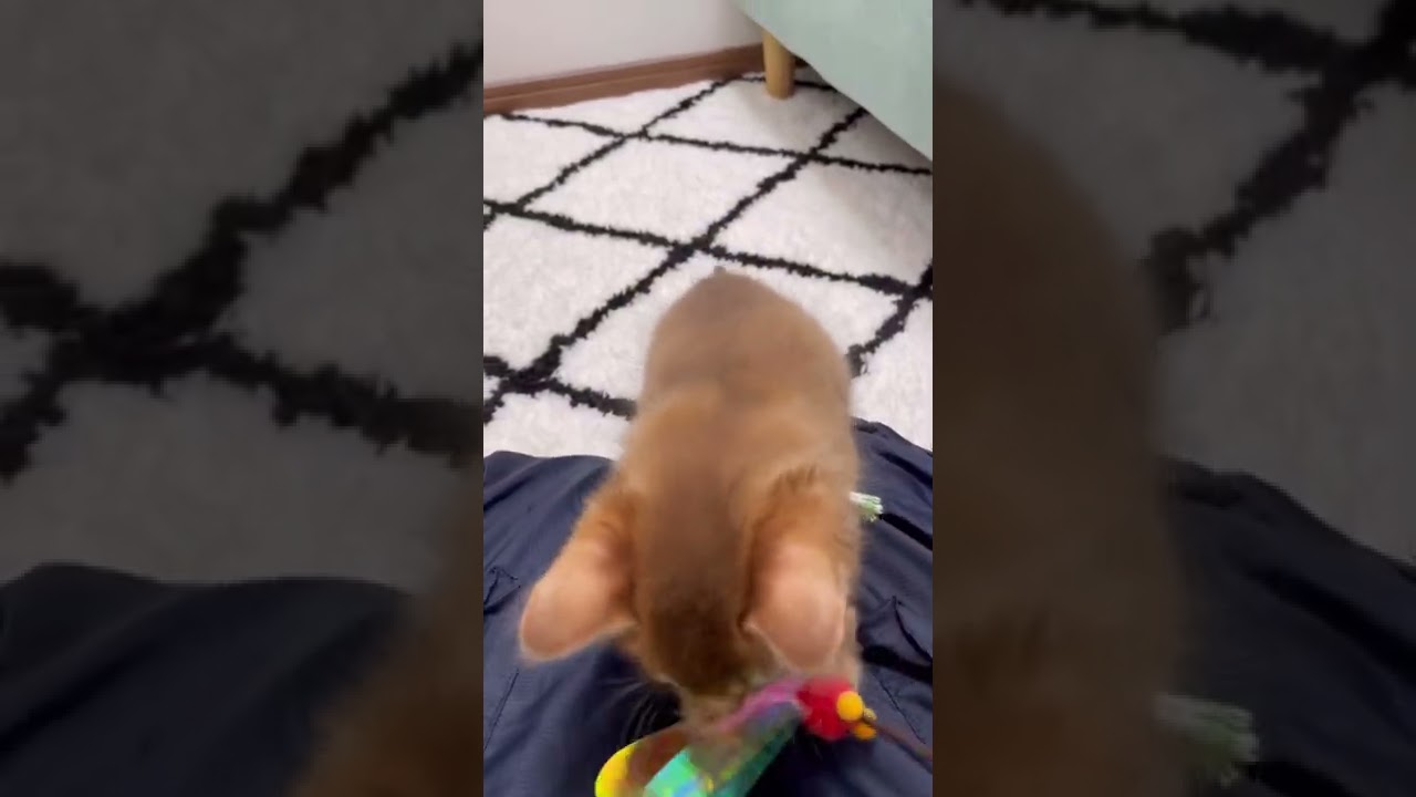 ソマリレッド シナノゴールド 生後50日/Somali kitten, 50 days old