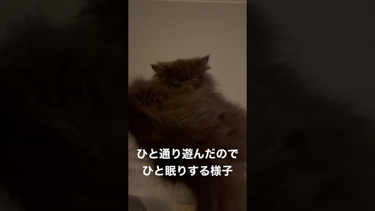 寝落ち寸前のラガマフィンがかわいい　#ラガマフィン  #猫のいる暮らし  #猫動画