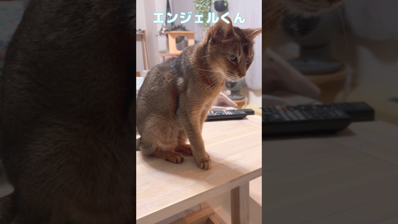 まな猫19歳 #shorts #猫動画 #アビシニアン #cat #まな猫