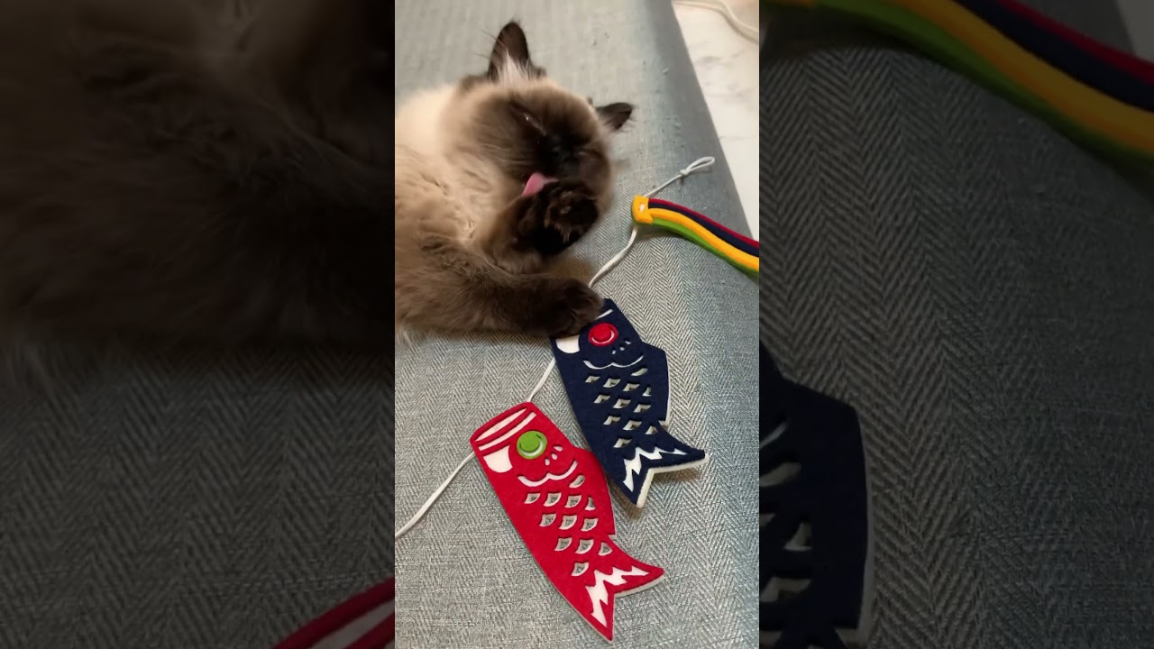 #猫 #日常 #ヒマラヤン #shorts