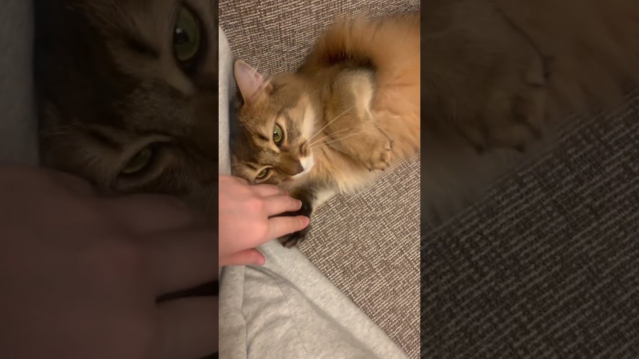 くっついて見つめてくる猫 #ソマリ #甘えん坊の猫 #しっぽ吸い