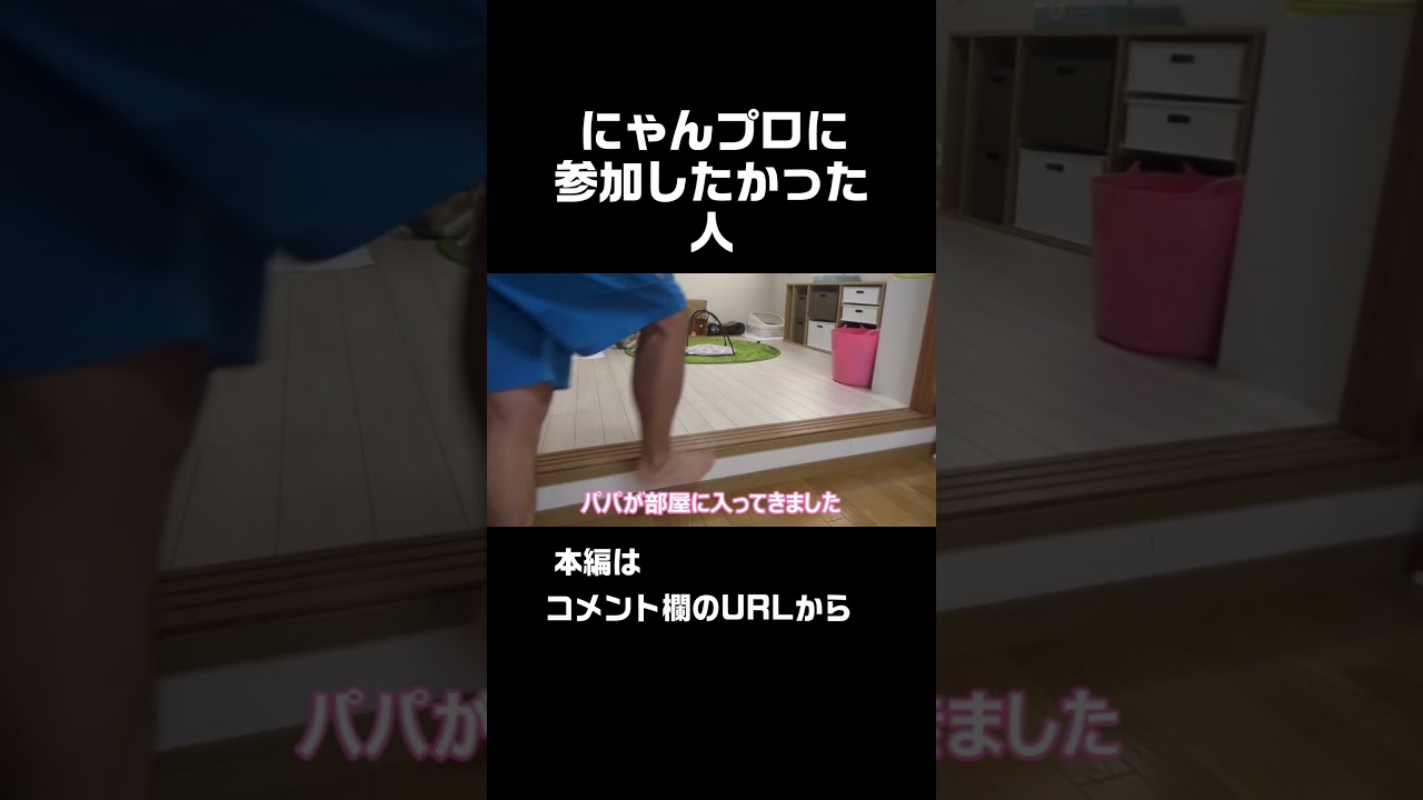 先住猫と子猫のにゃんプロが羨ましかった人 #shorts
