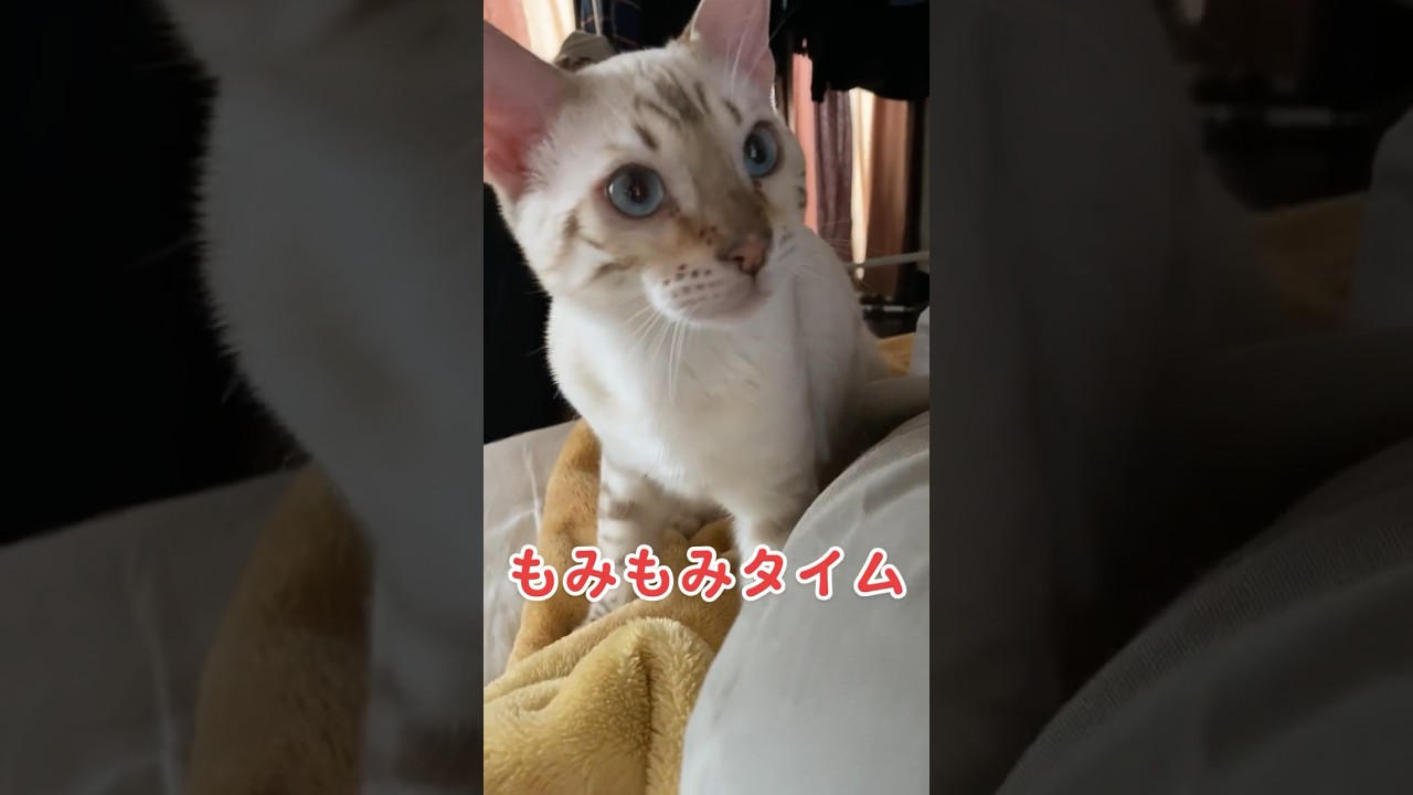 【子猫動画】ホワイトベンガル　生後4ヶ月半！　アイドル 　ベンガル猫　ネコ　ねこ　モミモミ　#cat #bengalcat #ベンガル #ベンガル猫 #bengal #子猫 #ベンガル子猫 #猫