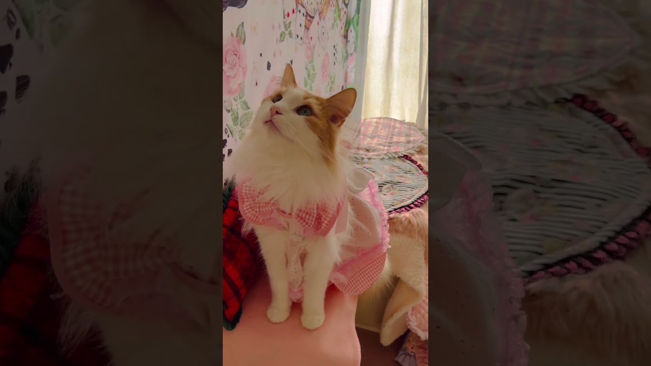 ワンピース姿が可愛い ノルウェージャンフォレストキャット #shorts