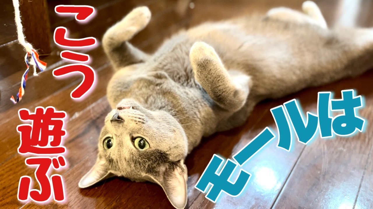 ロシアンブルー | 猫のひとり遊びと毛並みが映える床の関係？ [Russian Blue cat Kotetsu] A cat playing alone, the coat and a flooor