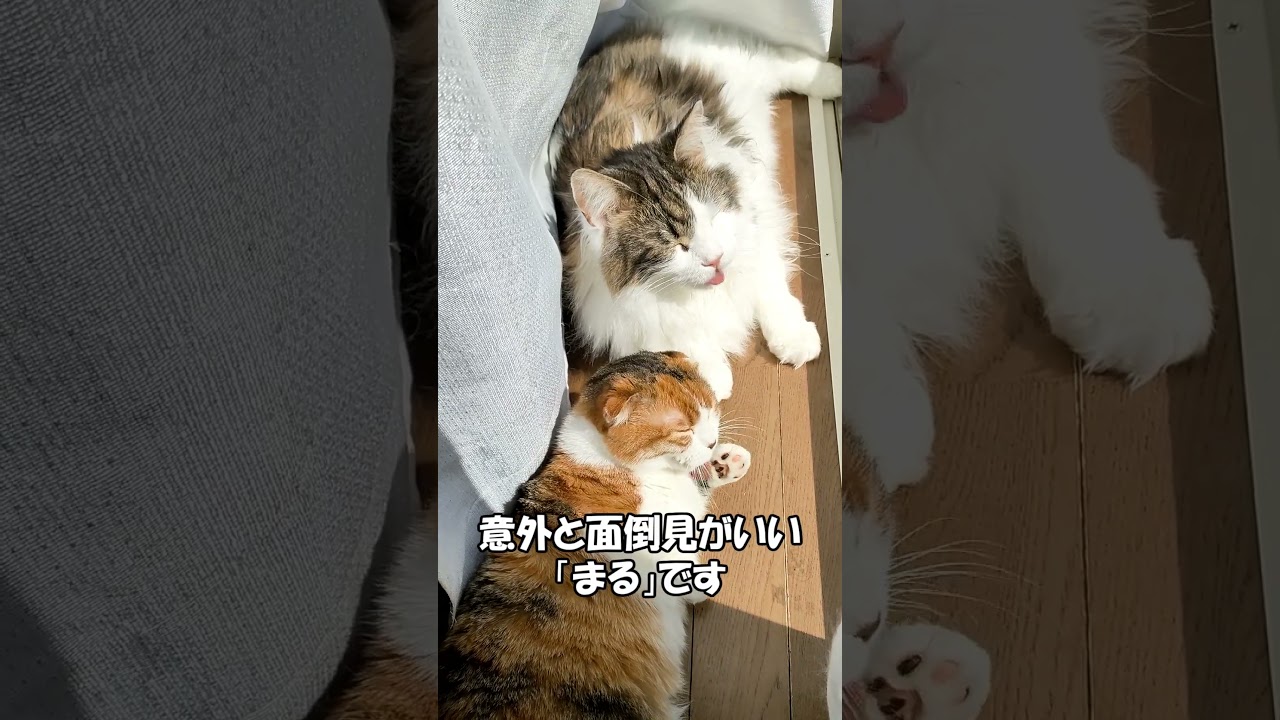 一緒に日向ぼっこ　メインクーン「まる」＆マンチカン「むぎ」　 ねこずちゃんねるshorts194 #ねこ #猫 #cat #巨猫 #shorts #短足