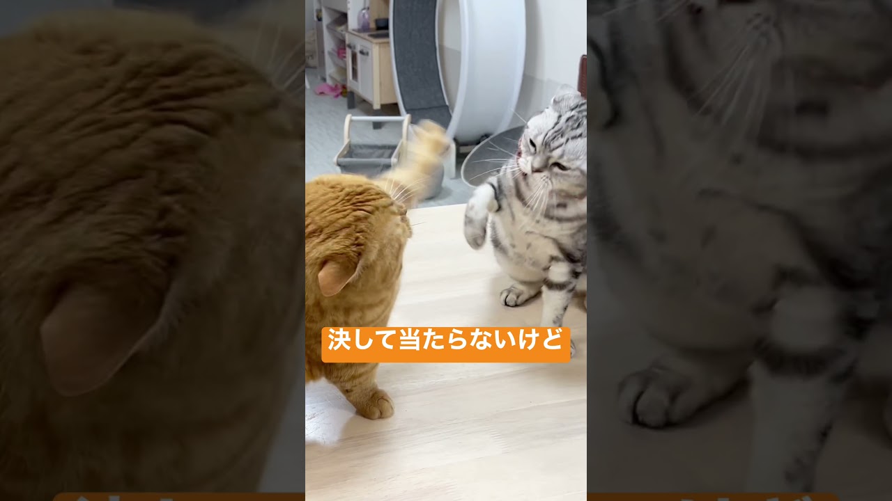マンチカンのパンチは決して当たらないけどアメショも最初からパンチを当てる気はない #shorts