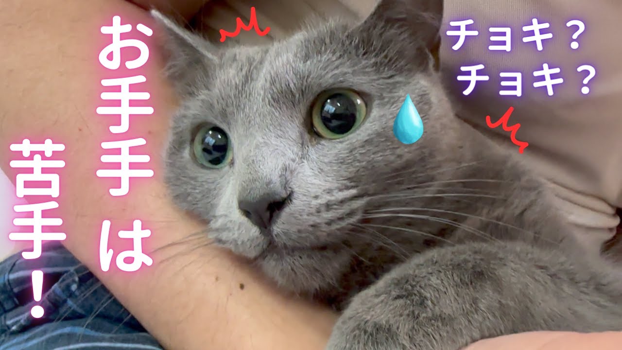 パパの腕に顔を埋める可愛い猫（ロシアンブルー）