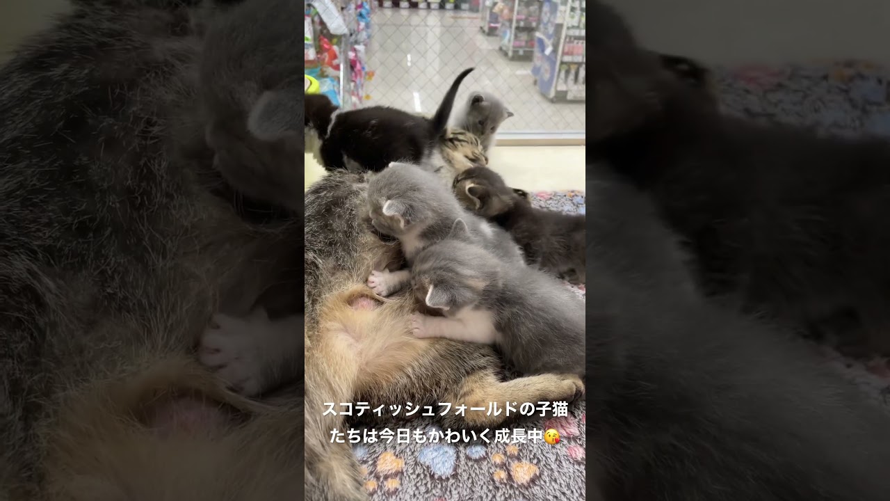 スコティッシュフォールドの子猫たちが今日もかわいい😍