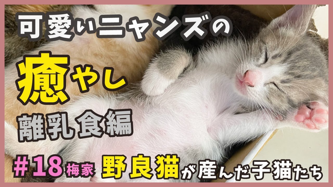 生後１ヶ月の子猫は癒しが満載！離乳食ムース編。【梅家18・子猫の誕生から成長まで】kitten