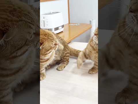 マンチカンのパンチは6月になっても決して当たらない（ショートver.） #shorts