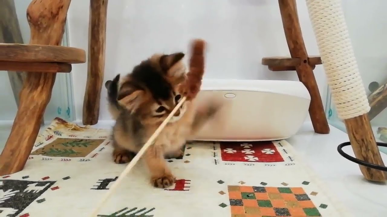 ソマリ 男の子 2023/1/24生まれ