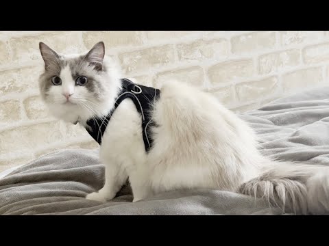 【大災害】ラグドール猫の命は何があっても守ります。もしものときに準備しておきたい7選！