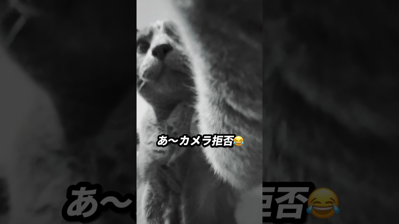 【ロシアンブルー】めろん、カメラ拒否がすごい😂【猫】#shorts