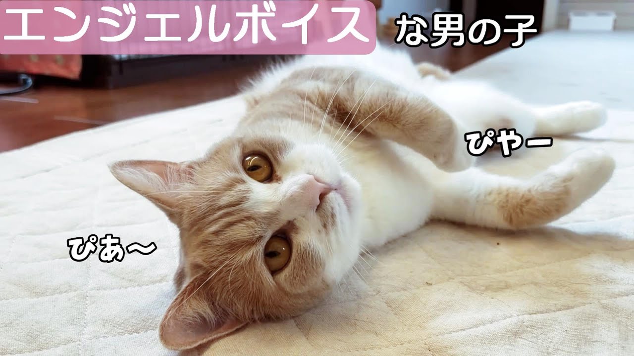 オス猫なのに鳴き声が可愛すぎるスコティッシュフォールドちくわ　730話