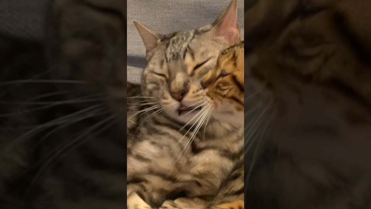 緊迫した空気で舌がしまえなくなったネコ　#ベンガル #ルトロゼ #猫