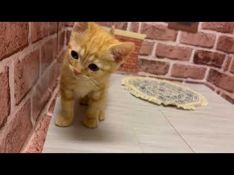 ペットショップcoo&riku No.634455 アメリカンショートヘアー