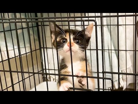 ご飯に気づいた保護子猫