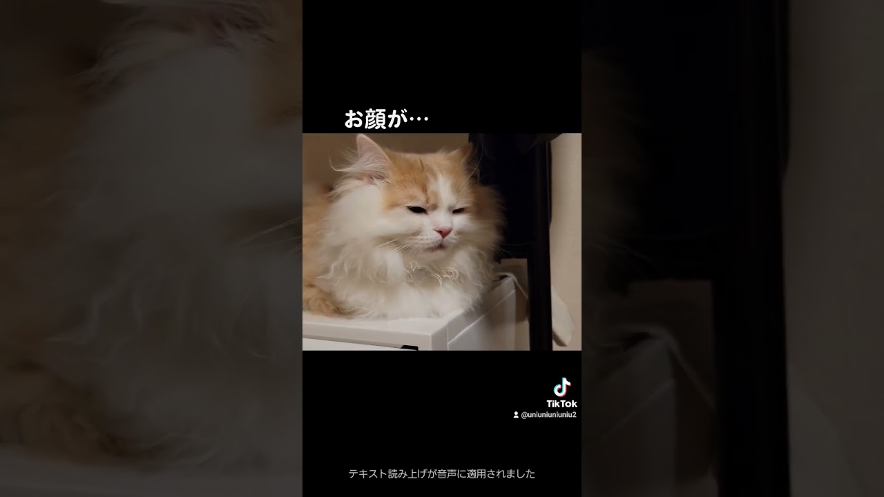 眠さの限界を迎えた子猫 #ラガマフィン #猫動画 #cat #子猫 #shorts