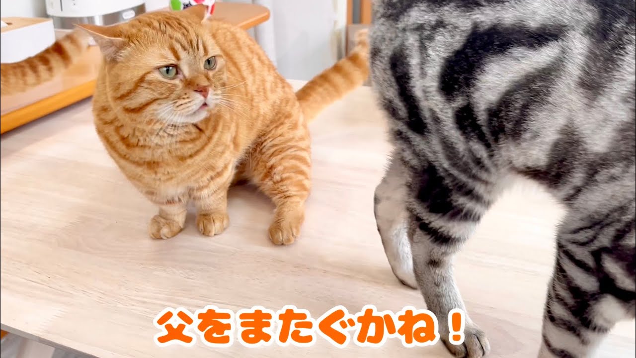 またがれて怒った茶々パパが渾身のラリアットを2発当てる！が、しかし...