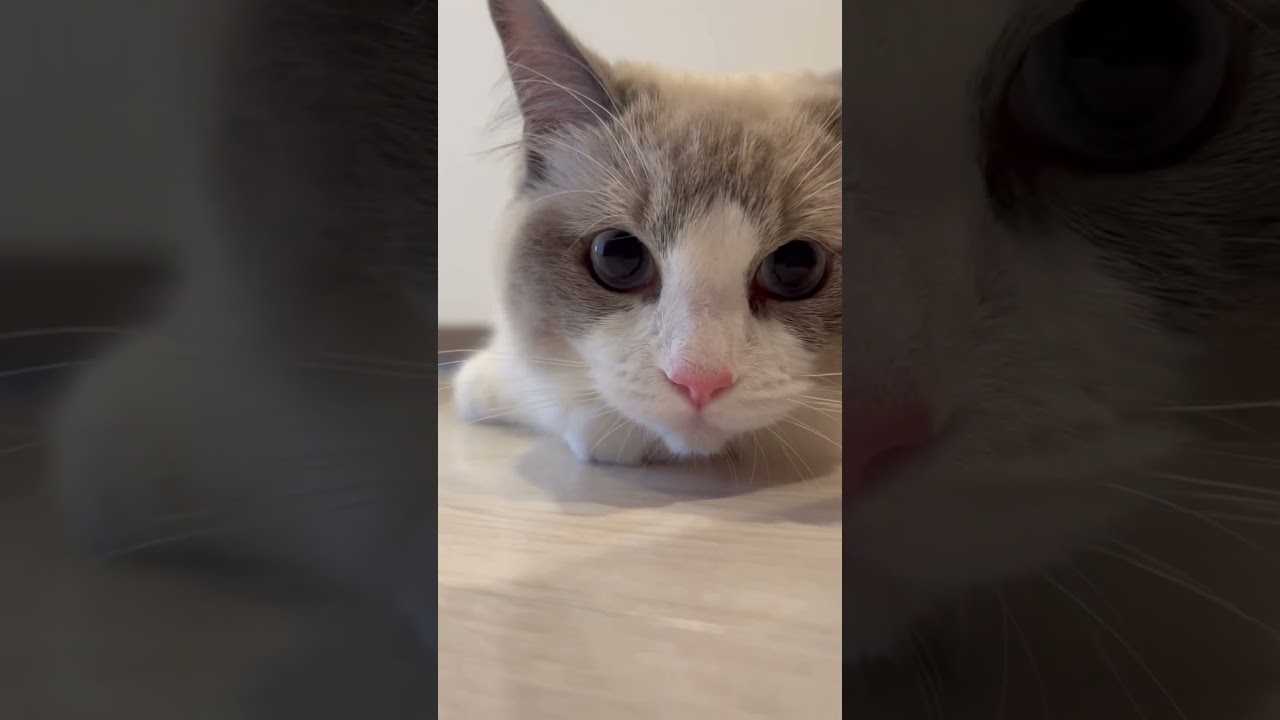 うちのアイドル様🫶#ラグドール