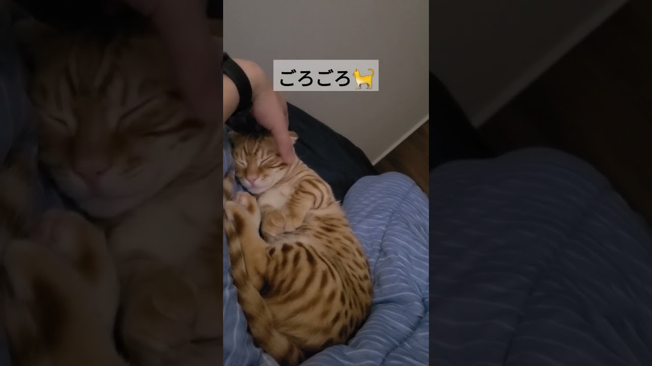 ごろごろいってたので撫でてあげたらもっとごろごろいうようになりました【コモドンの観察日記】 #キンカロー #猫