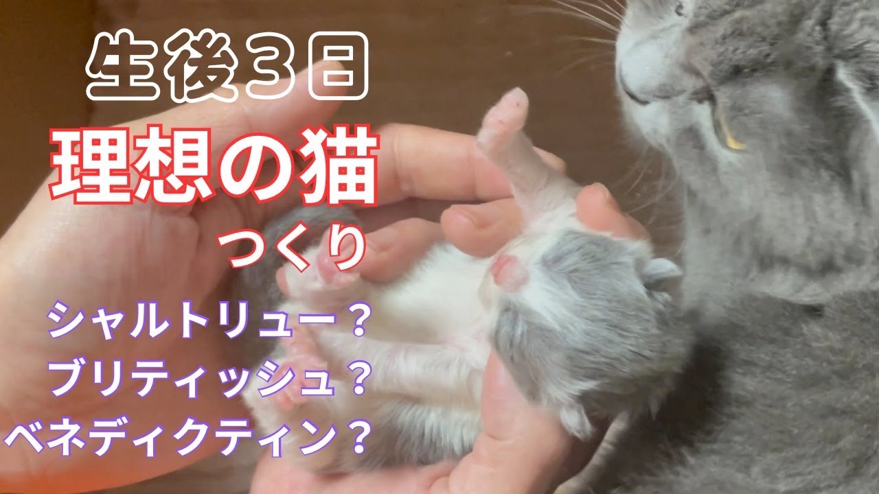 【マネのできない子猫つくり】シャルトリューのロングヘア（ベネディクティン）にブリティッシュショートヘアをミクストキャット！